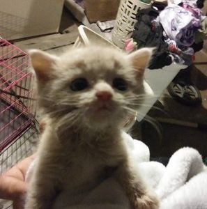 Meet your Posher, Donald